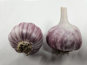 Belarus Garlic
