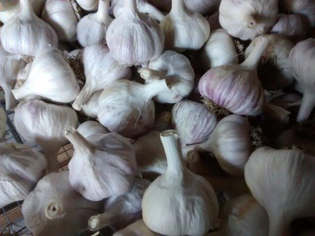 Garlic Sampler