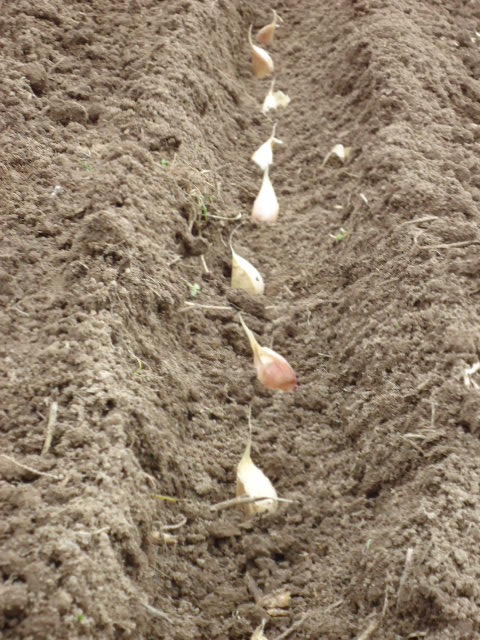 Planting Garlic Depth