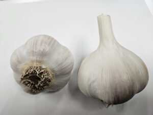 German Extra Hardy Garlic