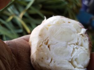 Softneck garlic cloves