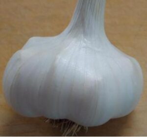 Softneck Garlic